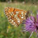 Perleťovec, PR Rašeliniště Kaliště, 9.7.2014, foto Vojtěch Kodet
