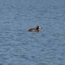 Potápka roháč (<i>Podiceps cristatus</i>), ryb. Bezděkov, 7.6.2016, foto Vojtěch Kodet