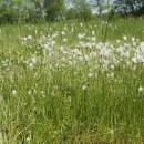 Suchopýrek alpský (<i>Trichophorum alpinum</i>), PR Rašeliniště Kaliště [JI], 18.6.2013, foto Libor Ekrt