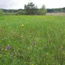 Olešský rybník, 14.5.2010, foto Vojtěch Kodet