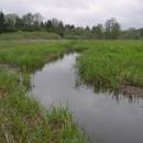 Třeštický rybník, 15.5.2010, foto Vojtěch Kodet