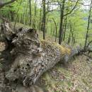 PR Údolí Oslavy a Chvojnice, 25.4.2011, foto Vojtěch Kodet