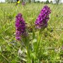 Prstnatec májový (<i>Dactylorhiza majalis</i>), PP Na Podlesích, 9.5.2012, foto Vojtěch Kodet