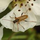 Tesařík <i>Cortodera humeralis</i>, Mohelno, foto Václav Křivan