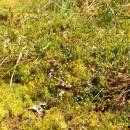 Klikva bahenní (<i>Vaccinium oxycoccos</i>), PP Ještěnice [JI], 12.6.2014, foto Libor Ekrt