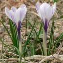 Šafrán bělokvětý (<i>Crocus albiflorus</i>), Nové Město na Moravě, PP U Bezděkova [ZR], 18.4.2013, foto Luděk Čech