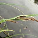 Ostřice pobřežní (<i>Carex riparia</i>), Vílanec, PR Vílanecké rašeliniště, květenství [JI], 10.7.2014, foto Libor Ekrt