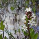 Vachta trojlistá (<i>Menyanthes trifoliata</i>), PR Na Oklice, 4.8.2016, foto Vojtěch Kodet
