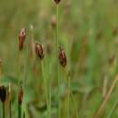 Bahnička chudokvětá (<i>Eleocharis quinqueflora</i>), PR Řeka [HB], 6.6.2007, foto Luděk Čech