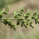 Sleziník hadcový (<i>Asplenium cuneifolium</i>), NPR Mohelenská hadcová step [TR], 10.6.2015, foto Libor Ekrt