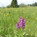 Prstnatec májový (<i>Dactylorhiza majalis</i>), U Farského lesa, 29.5.2013, foto Vojtěch Kodet