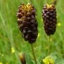 Jetel kaštanový (<i>Trifolium spadiceum</i>), PP Mrázkova louka [ZR], 11.6.2009, foto Josef Komárek