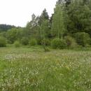 Rašeliniště Pod Trojanem, 29.5.2013, foto Vojtěch Kodet