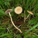 Polnička bažinná (<i>Agrocybe paludosa</i>, EN)