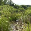 Třeštický rybník, 24.6.2010, foto Vojtěch Kodet