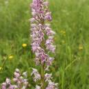 Vstavač vojenský (<i>Orchis militaris</i>), PP Křižník [ZR], 1.6.2013, foto Libor Ekrt