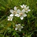 Tolije bahenní (<i>Parnassia palustris</i>), PR Na Oklice, 15.8.2014, foto Vojtěch Kodet