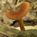 Kržatka ježatá (<i>Phaeomarasmius erinaceus</i>, V)