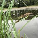 Ostřice pobřežní (<i>Carex riparia</i>), Vílanec, PR Vílanecké rašeliniště [JI], 10.7.2014, foto Libor Ekrt