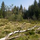 Rašeliniště Pod Trojanem, 4.5.2006, foto Vojtěch Kodet