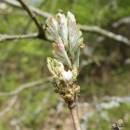 Dub pýřitý (<i>Quercus pubescens</i>), Šemíkovice, Knížecí seč [TR], 22.4.2016, foto Libor Ekrt
