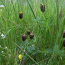 Jetel kaštanový (<i>Trifolium spadiceum</i>), PR Rašeliniště Loučky, 7.6.2012, foto Vojtěch Kodet