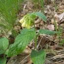 Kostival hlíznatý (<i>Symphytum tuberosum</i>), PR Údolí Oslavy a Chvojnice, 25.4.2011, foto Vojtěch Kodet