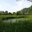 Borský rybník, 6.7.2015, foto Vojtěch Kodet