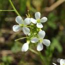 Řeřišnice bahenní (<i>Cardamine dentata</i>), PP Bukovské rybníčky [JI], 29.5.2016, foto Libor Ekrt