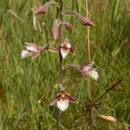 Kruštík bahenní (<i>Epipactis palustris</i>), PR Chvojnov, 8.7.2014, foto Vojtěch Kodet