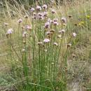 Trávnička obecná hadcová (<i>Armeria elongata subsp. serpentini</i>), NPR Mohelenská hadcová step [TR], 25.8.2005, foto Luděk Čech