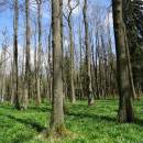 Malá olšina, 20.4.2016, foto Vojtěch Kodet
