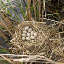 Hnízdo lysky černé (<i>Fulica atra</i>), Starý ryb., PP Ptáčovské rybníky, 20.5.2010, foto Vojtěch Kodet