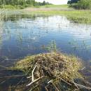 Hnízdo potápky roháče (<i>Podiceps cristatus</i>), ryb. Broum, 29.6.2010, foto Vojtěch Kodet
