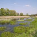 PP Starý Přísecký rybník, 24.4.2009, foto Vojtěch Kodet