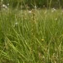 Bařička bahenní (<i>Triglochin palustre</i>), U Farského lesa, 5.6.2011, foto Vojtěch Kodet