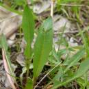 Pampeliška chudolaločná (<i>Taraxacum paucilobum</i>), PP Kozének [TR], 2.5.2013, foto Josef Komárek
