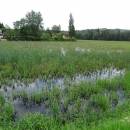 Váňovský rybník, 4.6.2016, foto Vojtěch Kodet