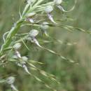 Jazýček jadranský (<i>Himantoglossum adriaticum</i>), Šemíkovice, údolí Rokytné, Knížecí seč [TR], 18.6.2016, foto Libor Ekrt