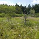 Olešský rybník, 29.6.2010, foto Vojtěch Kodet