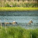 Racek chechtavý (<i>Chroicocephalus ridibundus</i>), ryb. Bor, 4.6.2014, foto Vojtěch Kodet