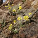 Tařice horská Gmelinova (<i>Alyssum montanum subsp. gmelinii</i>), NPR Mohelenská hadcová step [TR], 14.4.2015, foto Libor Ekrt