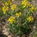 Pryšec mnohobarvý (<i>Euphorbia epithymoides</i>), PR Velká skála [TR], 23.4.2007, foto Luděk Čech