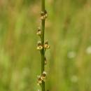 bařička bahenní (Triglochin palustris)