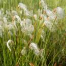 Suchopýrek alpský (<i>Trichophorum alpinum</i>), PR Rašeliniště Kaliště, 10.6.2015, foto Vojtěch Kodet