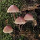 Helmovka krvonohá (<i>Mycena haematopus</i>), NPR Velký Špičák [JI]