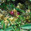 Klikva bahenní (<i>Vaccinium oxycoccos</i>), PR V Lisovech, 22.9.2016, foto Vojtěch Kodet