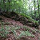 PP Vysoký kámen u Smrčné, 29.5.2006, foto Vojtěch Kodet