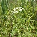 Rozpuk jízlivý (<i>Cicuta virosa</i>), PP Černíč [JI], 17.6.2014, foto Libor Ekrt