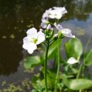 Řeřišnice bahenní (<i>Cardamine dentata</i>), PP Bukovské rybníčky [JI], 13.5.2009, foto Josef Komárek